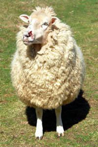 Black_Sheep4