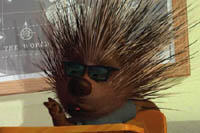 THIS MATERIAL MAY BE LAWFULLY USED IN ALL MEDIA ONLY TO PROMOTE THE RELEASE OF THE MOTION PICTURE ENTITLED "CHICKEN LITTLE" DURING THE PICTURE'S PROMOTIONAL WINDOWS. ANY OTHER USE, RE-USE, DUPLICATION OR POSTING OF THIS MATERIAL IS STRICTLY PROHIBITED WITHOUT THE EXPRESS WRITTEN CONSENT OF BUENA VISTA PICTURES. AND COULD RESULT IN LEGAL LIABILITY. YOU WILL BE SOLELY RESPONSIBLE FOR ANY CLAIMS, DAMAGES, FEES, COSTS, AND PENALTIES ARISING OUT OF UNAUTHORIZED USE OF THIS MATERIAL BY YOU OR YOUR AGENTS.