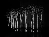 Living Trees, 1998