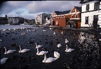 Fra Reykjavik, foto: Kulturspeilet